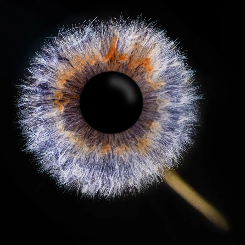 Hier wurde das Bild einer blauen Iris mit einem goldenen Rand um die Pupille mit dem Bild einer Sonnenblume verbunden um ein abstrktes Kunstbild zu schaffen